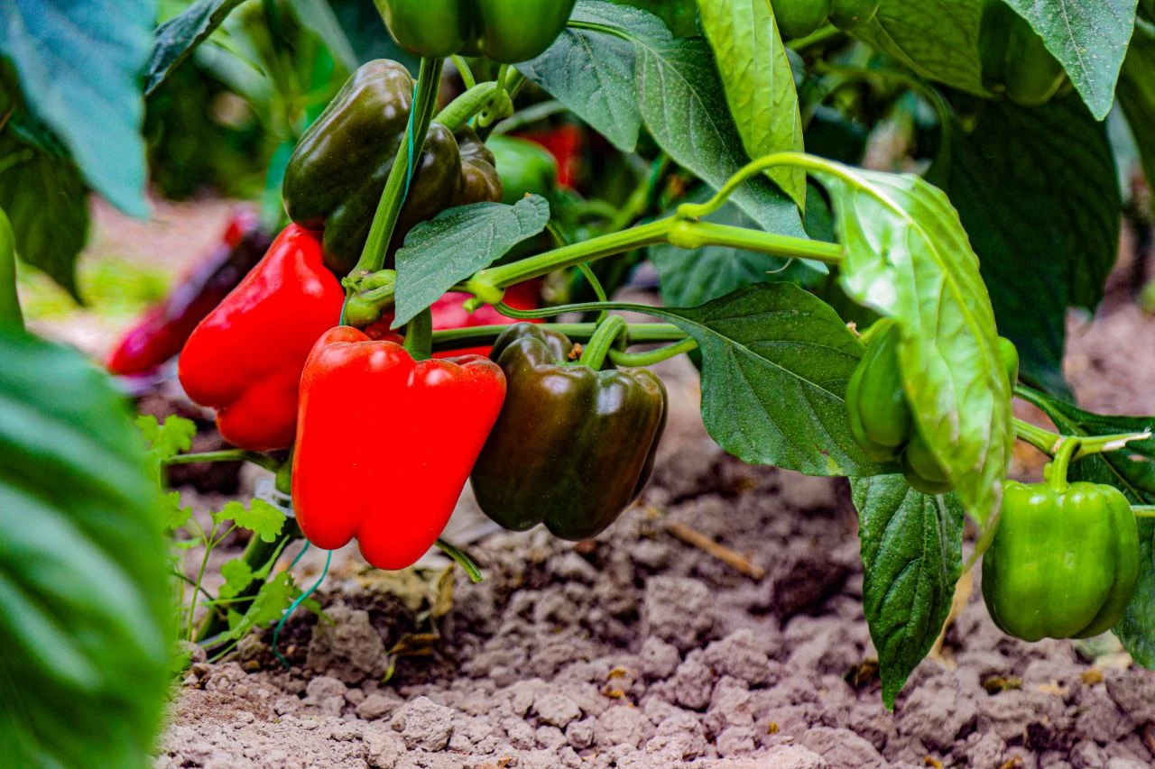 خربزهٔ شرکت خواهر بیتا نهاده گستر پالیز، در مزرعه