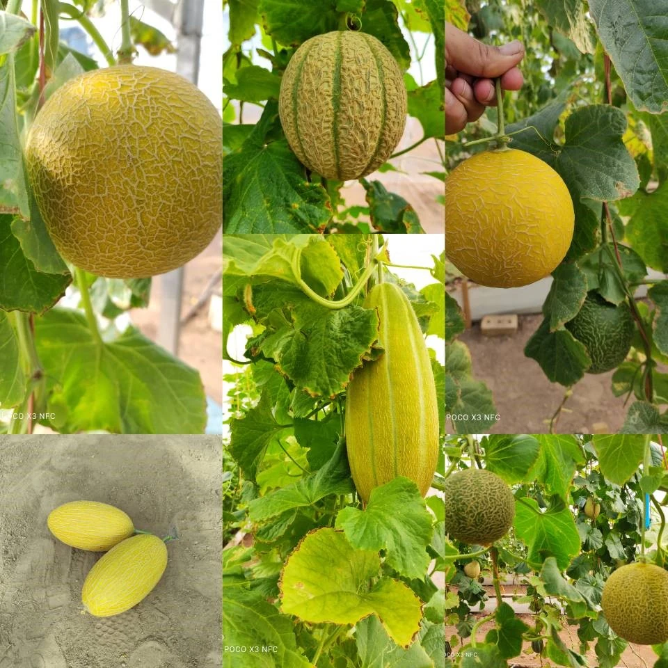 خربزهٔ شرکت خواهر بیتا نهاده گستر پالیز، در مزرعه