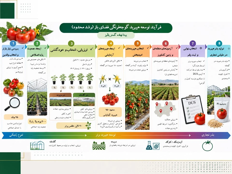 فرآیند به‌نژادی گوجه‌فرنگی
